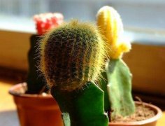 室內擺放植物越多越好？